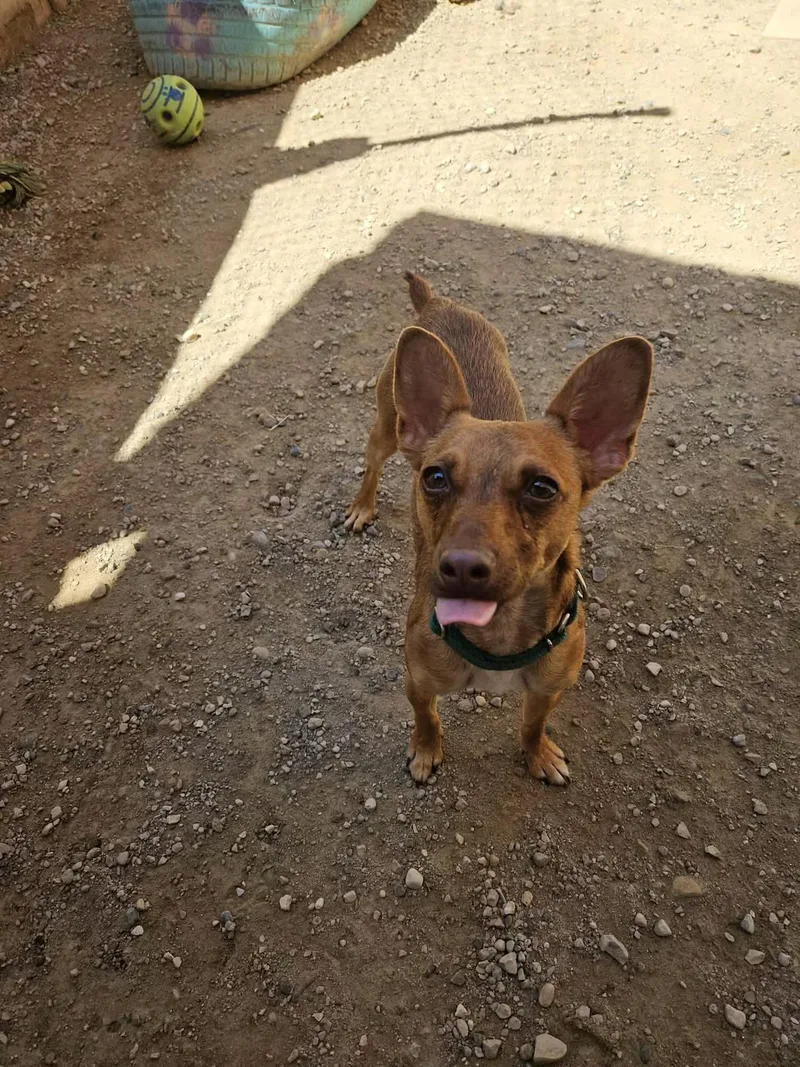 A young small-sized male Brown / Chocolate Terrier dog named Wybie for adoption in Sterling Heights, MI