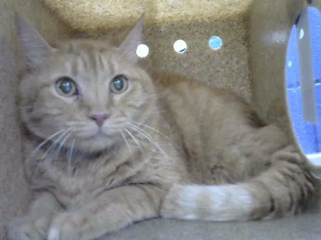 A senior small-sized male Domestic Short Hair cat named Flipe for adoption in Albuquerque, NM