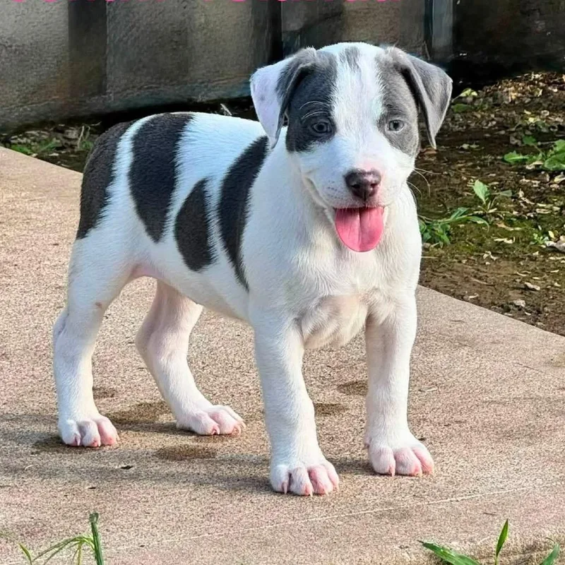 A baby medium-sized female White / Cream Pit Bull Terrier dog named Yeehaw Yolanda for adoption in Olathe, KS