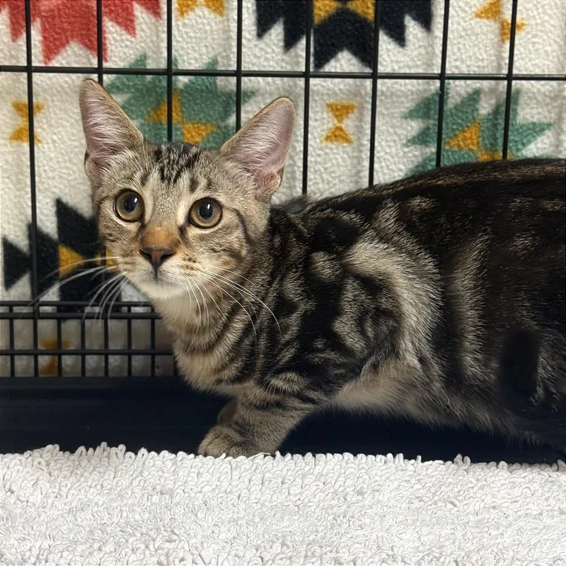 A baby medium-sized male Brown / Chocolate Domestic Short Hair cat named Mr.Pickles for adoption in Fort Lauderdale, FL