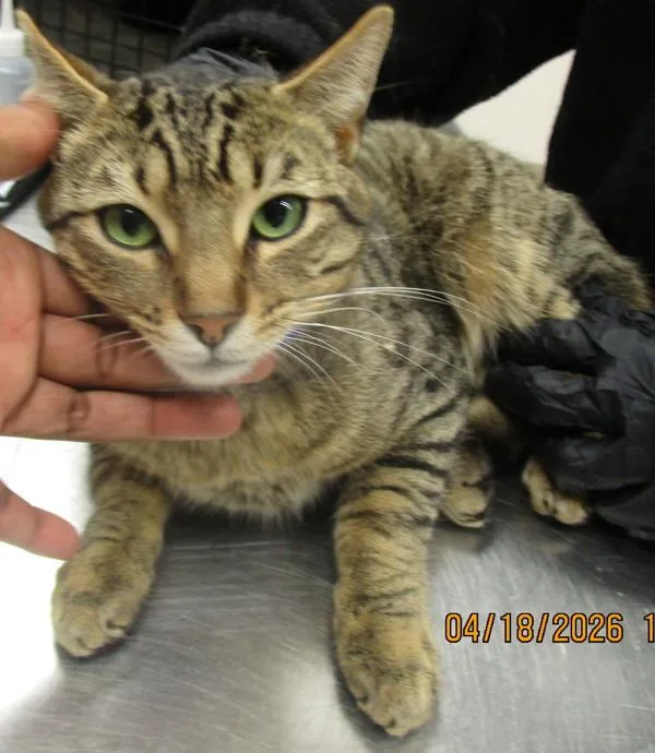 An adult large-sized male Domestic Short Hair cat named Todd for adoption in Marietta, GA