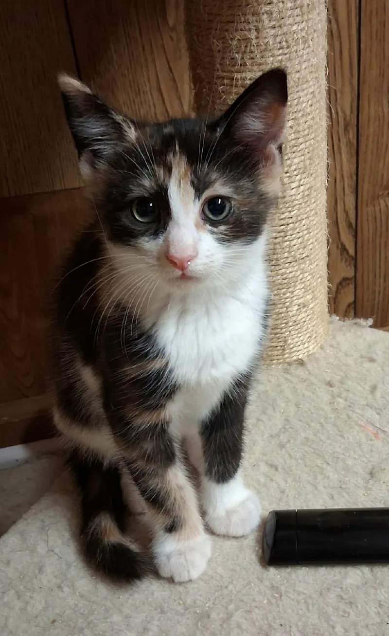 A baby medium-sized female Calico cat named Whisper for adoption in Wayne, NJ