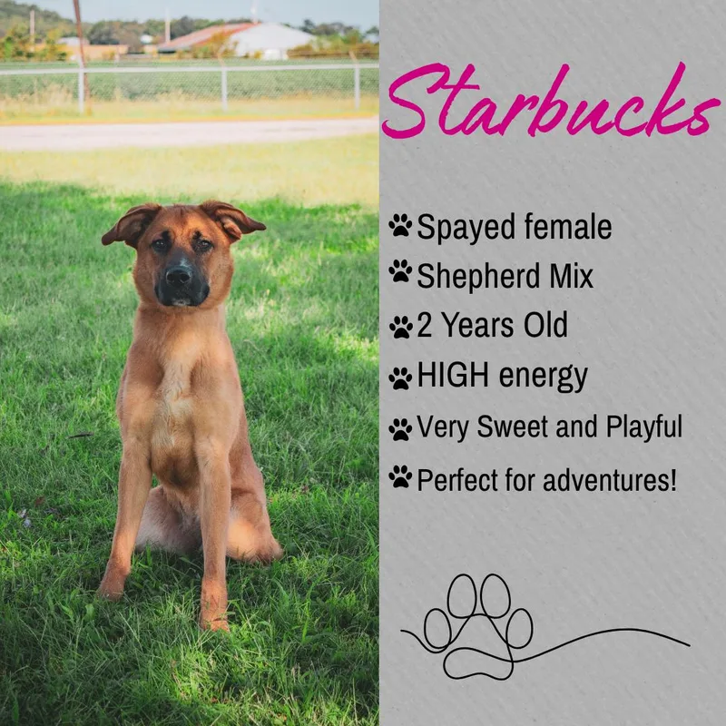 An adult large-sized female Shepherd dog named Starbucks for adoption in Junction City, KS