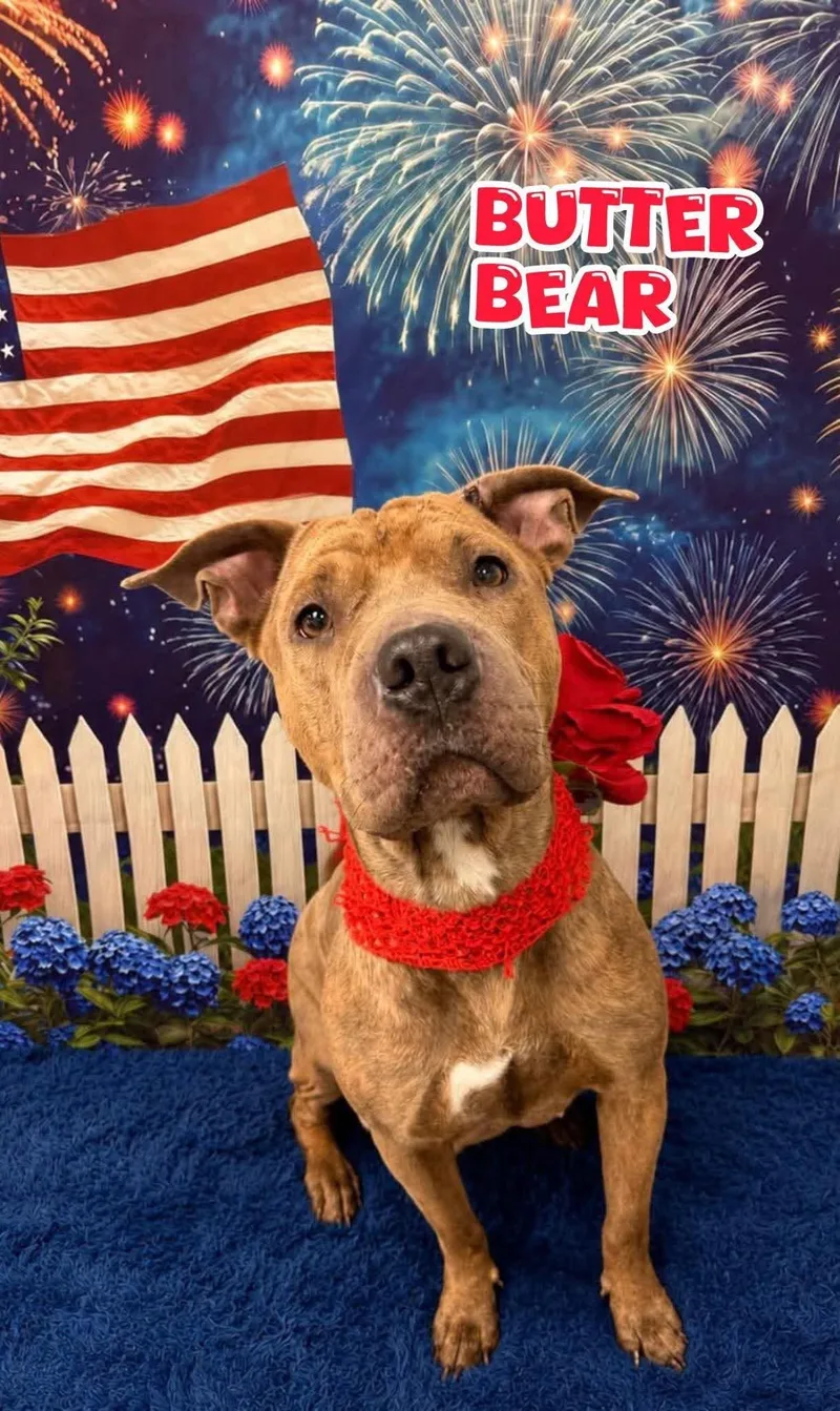 A young medium-sized female Brindle Mixed Breed dog named Butter Bear for adoption in Flint, MI