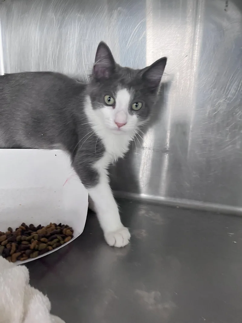 A young medium-sized male Gray & White Domestic Short Hair cat named Matthew for adoption in Carrollton, GA
