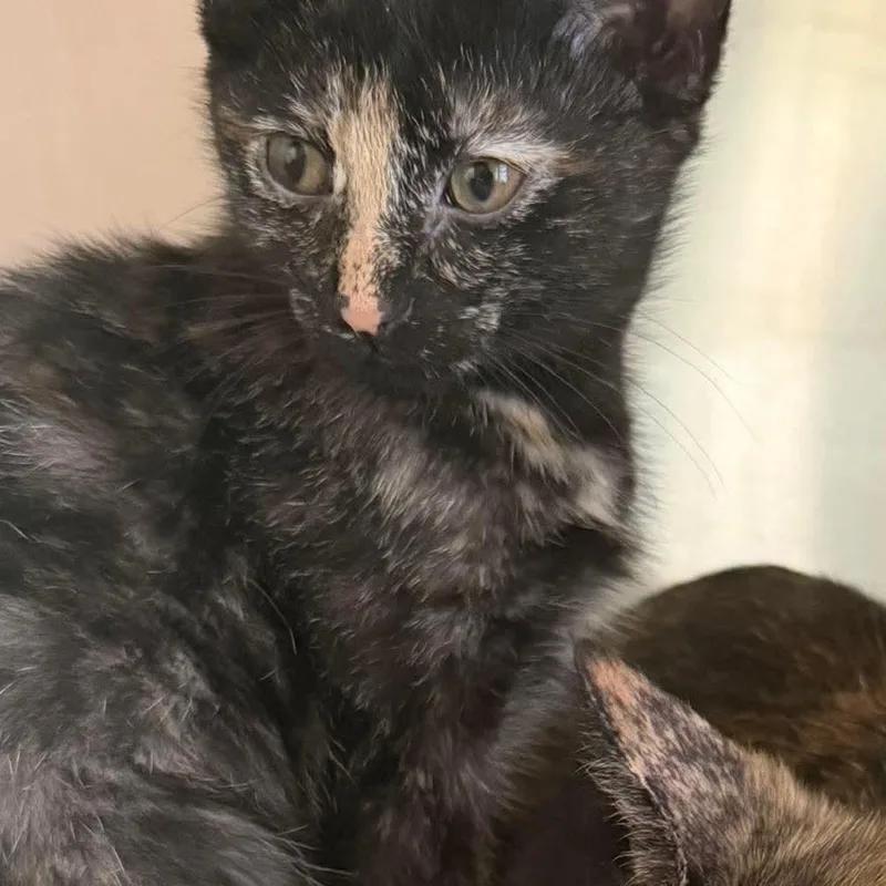 A baby small-sized female Tortoiseshell Domestic Short Hair cat named Gypsy Rose Lee for adoption in Washington, DC