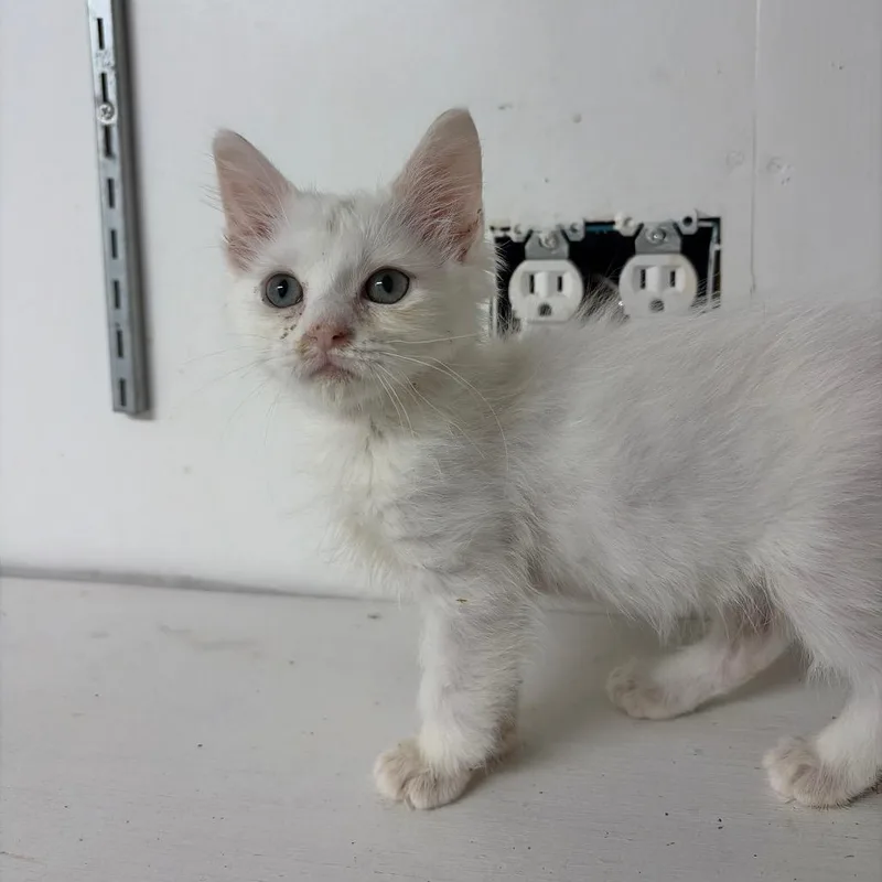 A baby small-sized male White Domestic Short Hair cat named Sam for adoption in West Point, MS