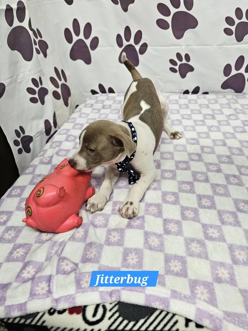 Jitterbug