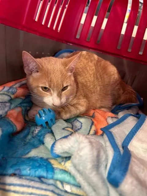 A young small-sized female Domestic Short Hair cat named Pumpkin for adoption in San Antonio, TX