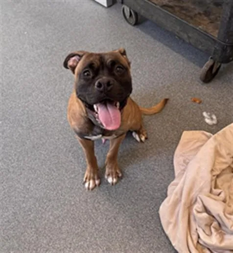 A young medium-sized male Boxer dog named Seagull for adoption in Toledo, OH