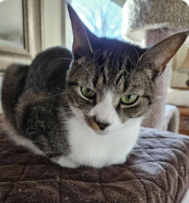 An adult medium-sized male Tabby (Brown / Chocolate) Domestic Short Hair cat named Axl for adoption in Warminster, PA