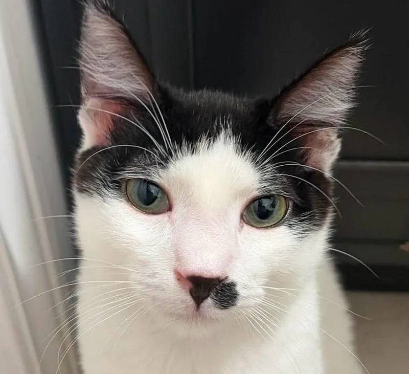 A young medium-sized male White American Shorthair cat named Rocky for adoption in Vacaville, CA