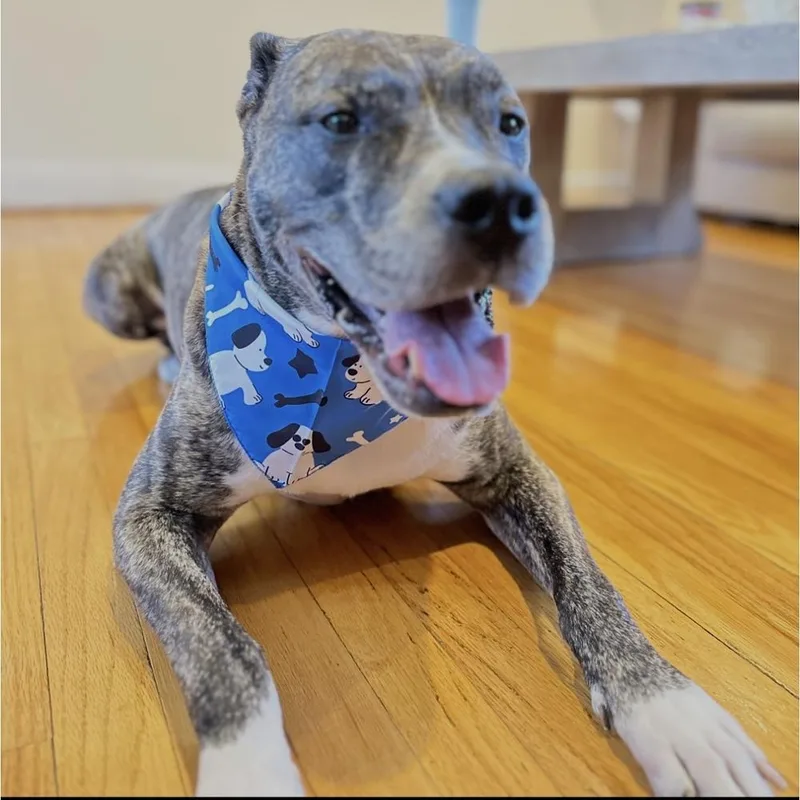 An adult large-sized male Pit Bull Terrier dog named Aad New Arrival!  for adoption in Armonk, NY