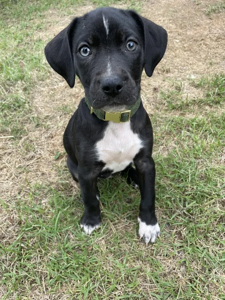 A baby small-sized female Tricolor (Brown, Black, & White) Border Collie dog named Nimue for adoption in Newnan, GA