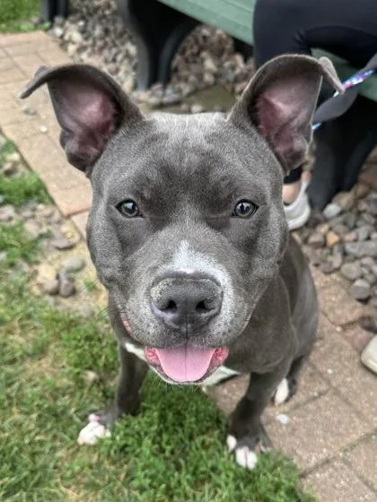 Zane