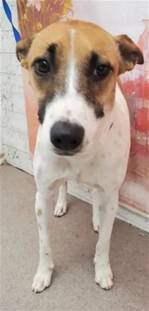 Piper