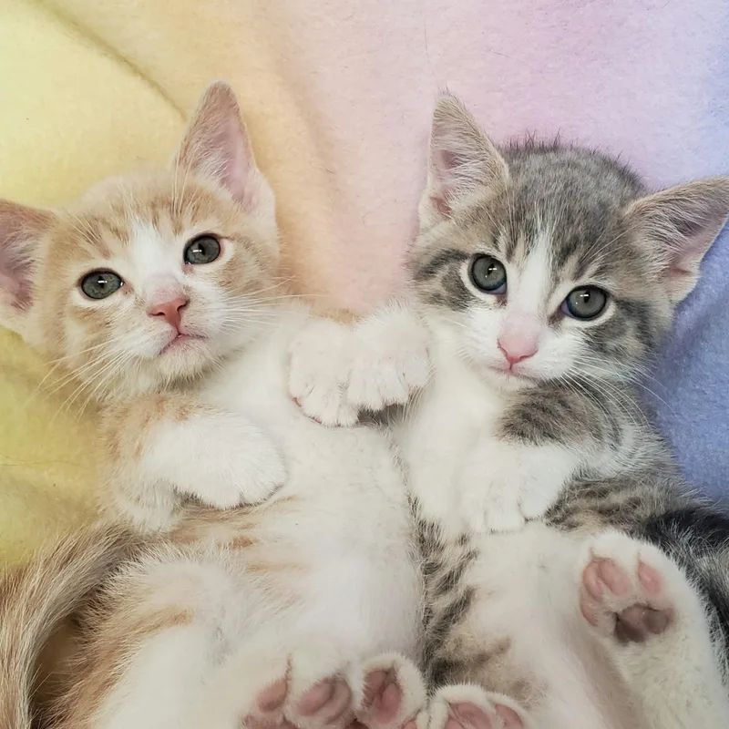 A baby medium-sized male Tabby (Gray / Blue / Silver) Domestic Short Hair cat named Athos and Porthos for adoption in Marseilles, IL
