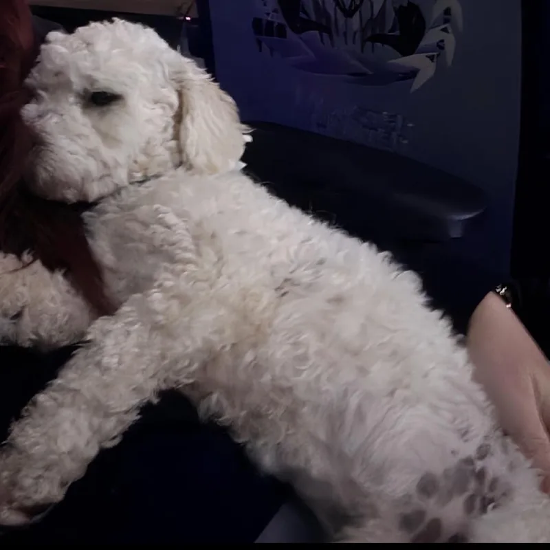 Tofu thumbnail 2