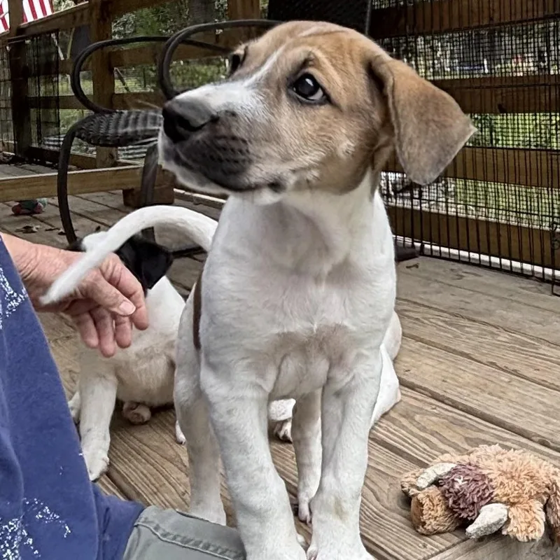 A baby medium-sized female Tricolor (Brown, Black, & White) Hound dog named Dolly  Athletic  for adoption in Houston, TX