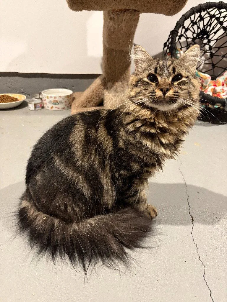 A young medium-sized male Domestic Long Hair cat named Mufasa for adoption in St. Helens, OR