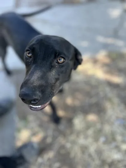 A baby medium-sized female Labrador Retriever dog named Bauble for adoption in Fresno, CA