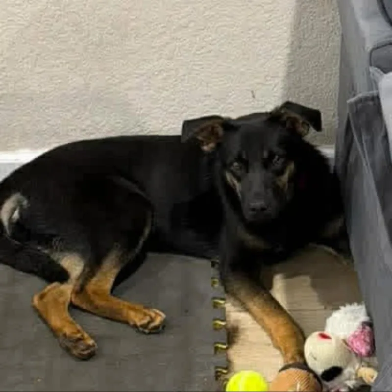 A young medium-sized female Black Shepherd dog named Fergie for adoption in Joliet, IL