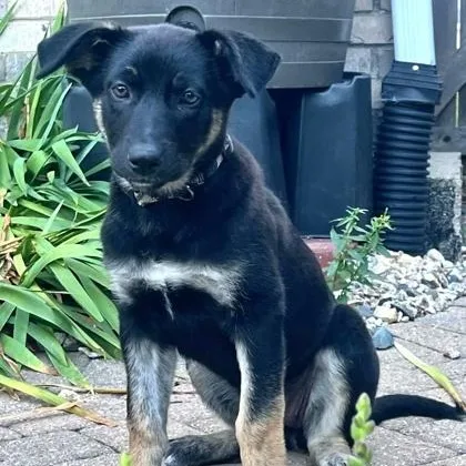 A baby medium-sized male Black Husky dog named Maui for adoption in Tinley Park, IL