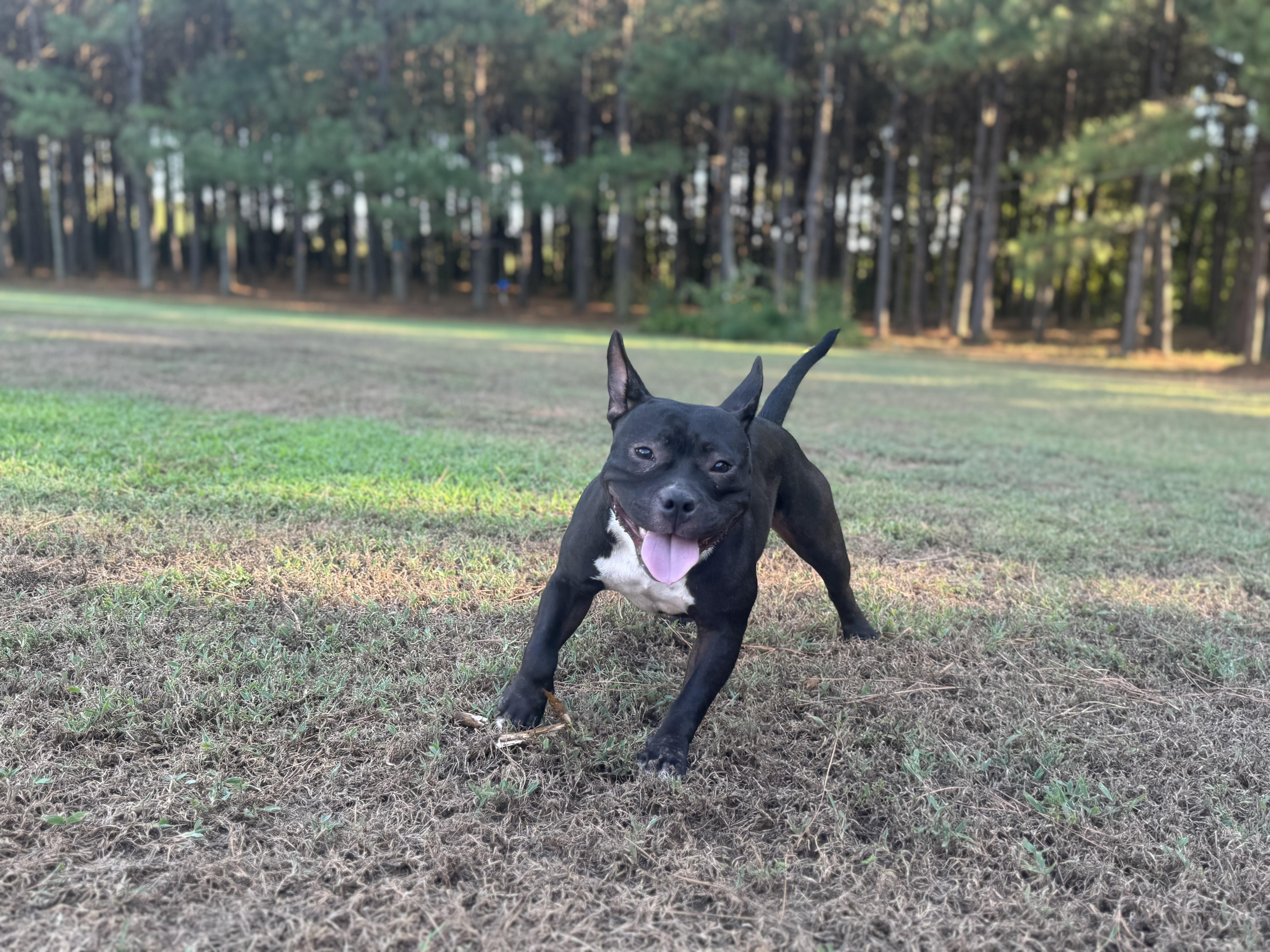 Blackberry thumbnail 2