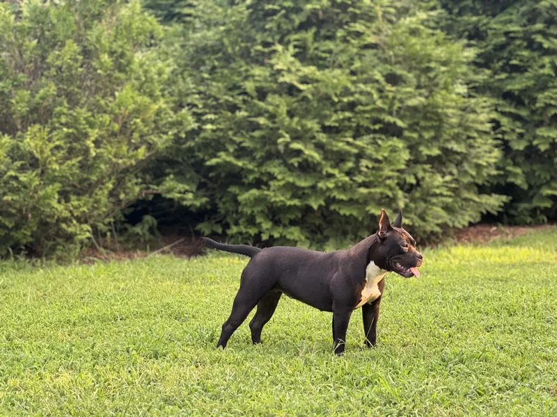 Blackberry thumbnail 3