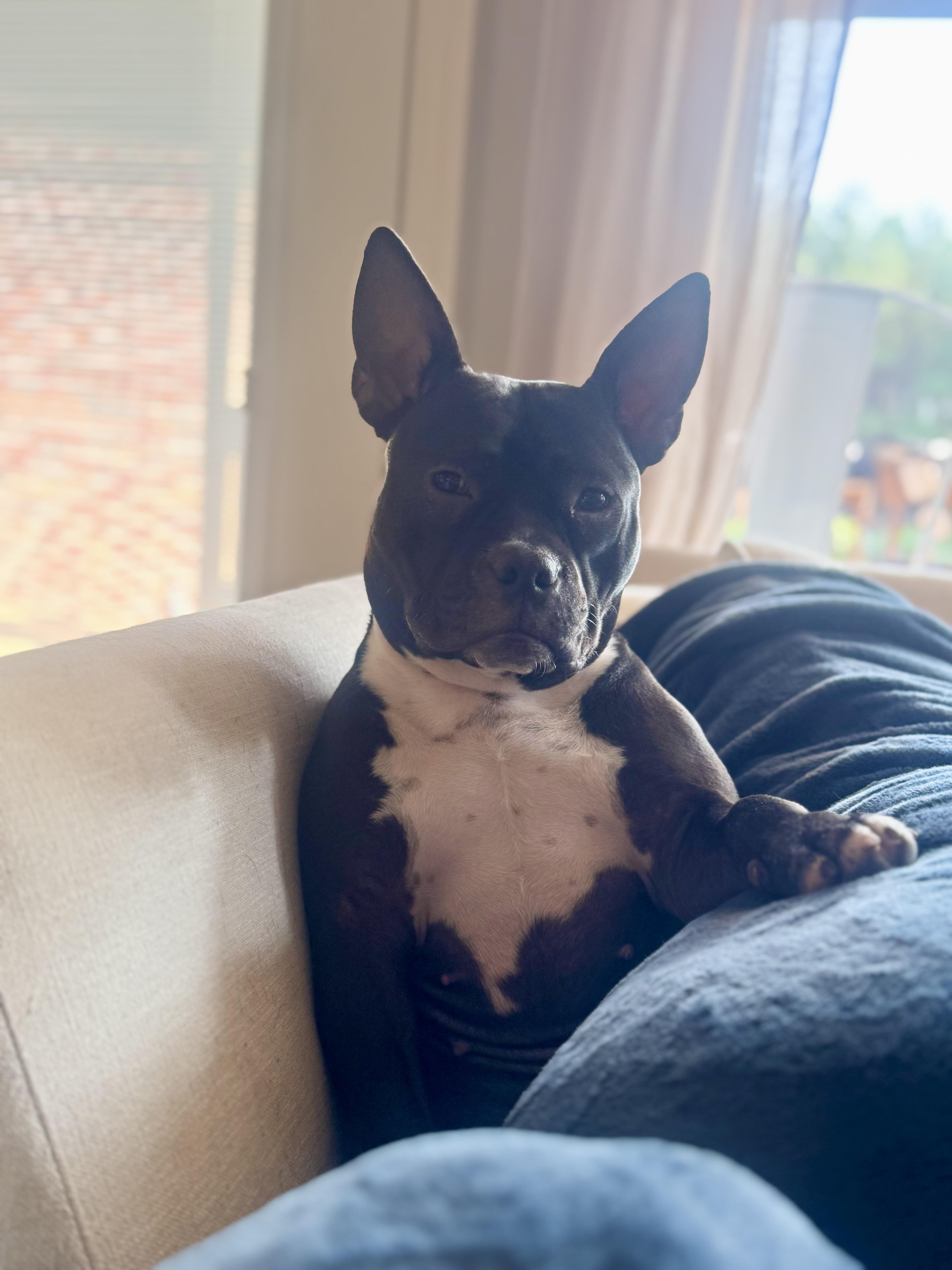 Blackberry thumbnail 4