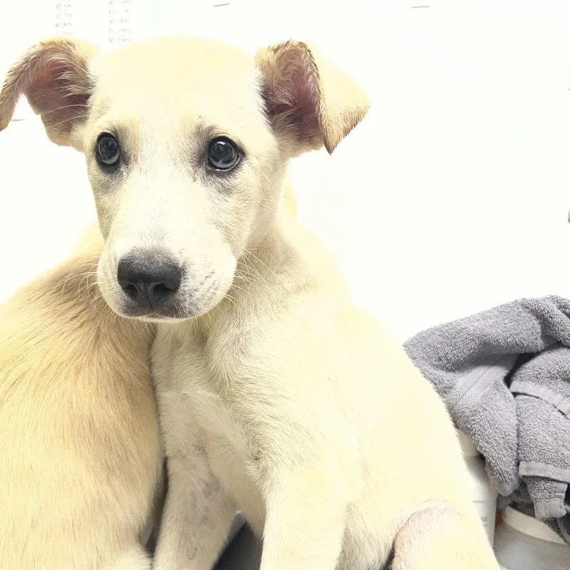 A baby medium-sized female White / Cream Mixed Breed dog named Winnie for adoption in Mount Gilead, NC