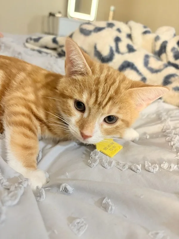 A baby medium-sized male Domestic Short Hair cat named Groot for adoption in Bonsall, CA