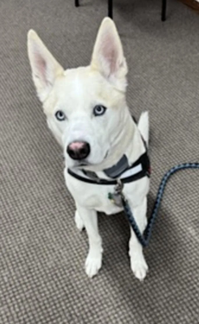 An adult medium-sized male Siberian Husky dog named Buddy for adoption in Amherst, MA