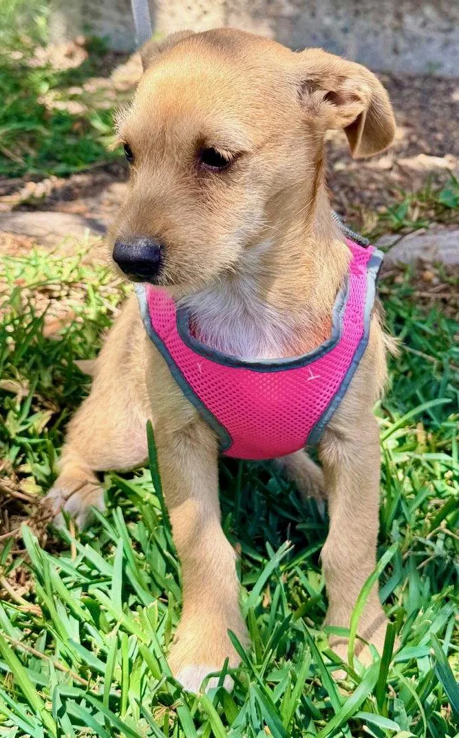 A baby small-sized female Terrier dog named Milly for adoption in San Diego, CA