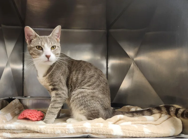 An adult medium-sized female Tabby (Gray / Blue / Silver) Domestic Short Hair cat named Manatee for adoption in Clayton, NJ