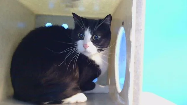 An adult large-sized female Domestic Short Hair cat named Peluca for adoption in Gardena, CA
