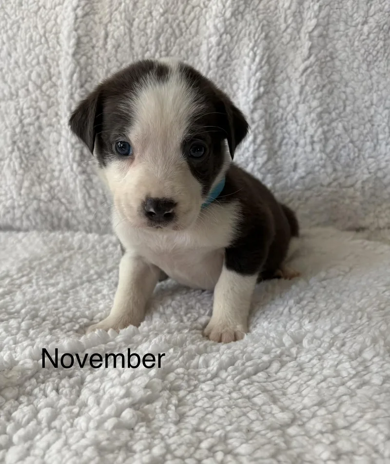 A baby medium-sized male Labrador Retriever dog named November Mama Gloria Calendar for adoption in Carmel, NY