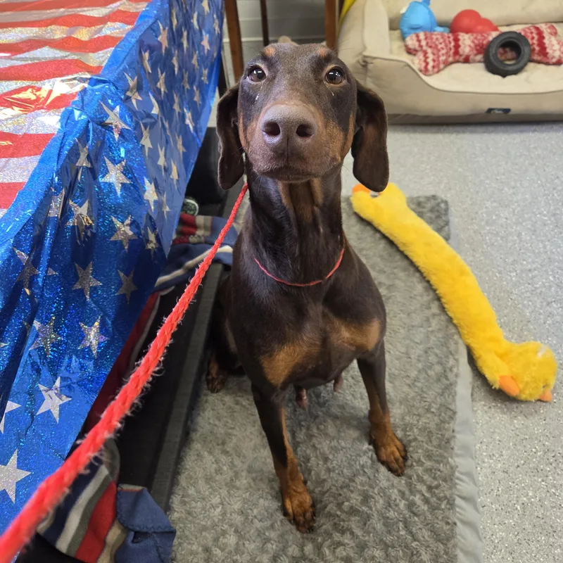 An adult medium-sized female Brown / Chocolate Doberman Pinscher dog named Athena for adoption in Watertown, NY