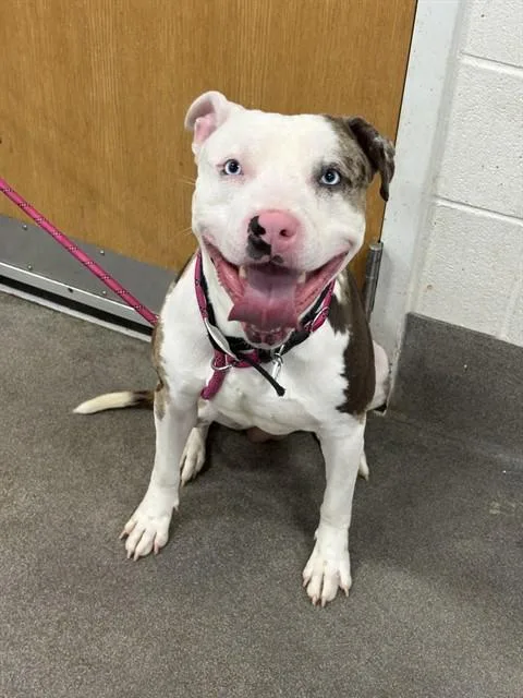 A young medium-sized male American Bulldog dog named Ace for adoption in Upper Marlboro, MD