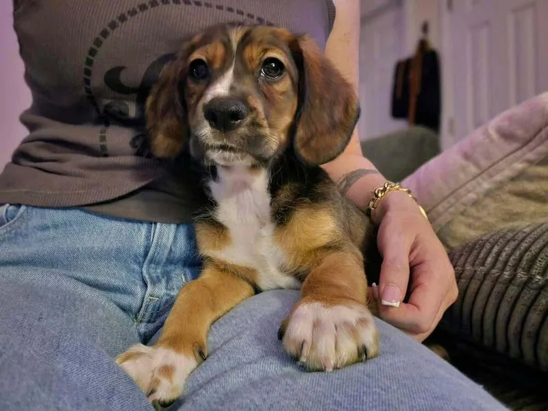 A baby small-sized male Chihuahua dog named Three's Company Jack for adoption in Sumter, SC