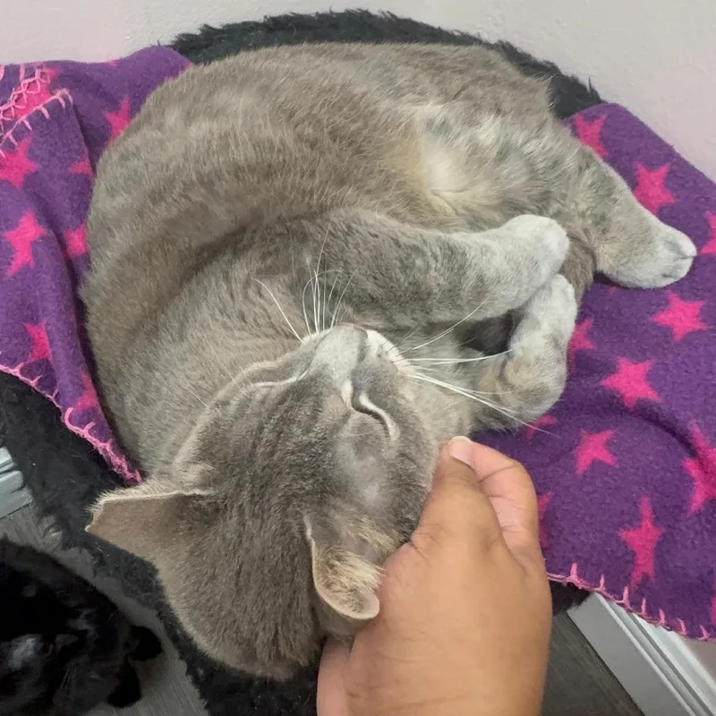 An adult medium-sized female Gray / Blue / Silver Domestic Short Hair cat named Willow for adoption in Lauderhill, FL