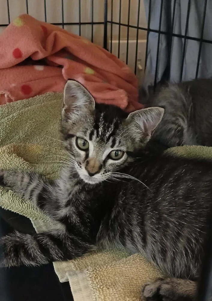 A baby small-sized male Domestic Short Hair cat named Douggie for adoption in Orlando, FL