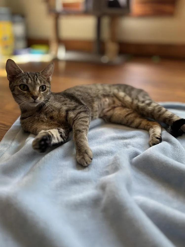 An adult medium-sized female Brown / Chocolate Domestic Short Hair cat named Ferncloud for adoption in Dayton, OH
