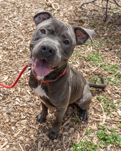 An adult large-sized male Mixed Breed dog named Aberforth for adoption in Chamblee, GA