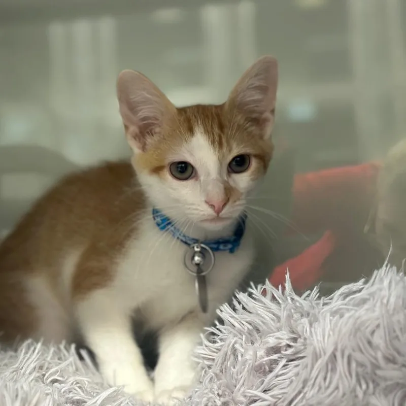 A baby small-sized male Orange / Red Domestic Short Hair cat named WV Jack B Little for adoption in Port Washington, NY