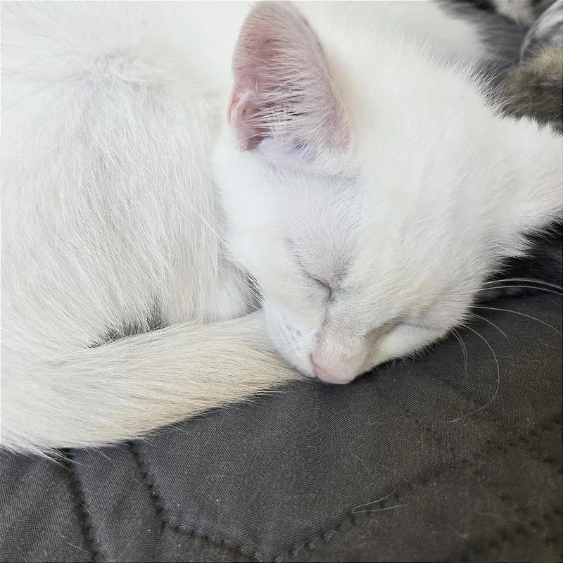 A baby small-sized male White Domestic Short Hair cat named A Yeti for adoption in Pleasant Hill, CA