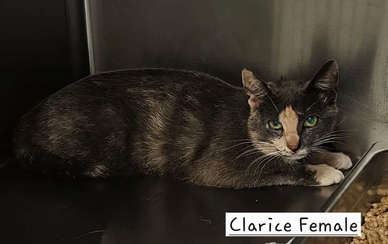 An adult medium-sized female Calico Domestic Short Hair cat named Clarice for adoption in Amherst, VA