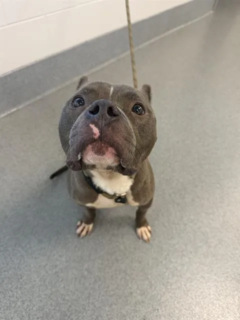 An adult medium-sized male Pit Bull Terrier dog named Phthalo for adoption in Indianapolis, IN