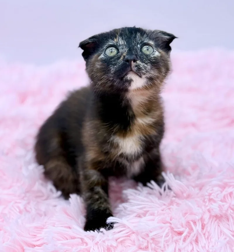 A baby medium-sized female Tortoiseshell Scottish Fold cat named Origami for adoption in Covington, LA
