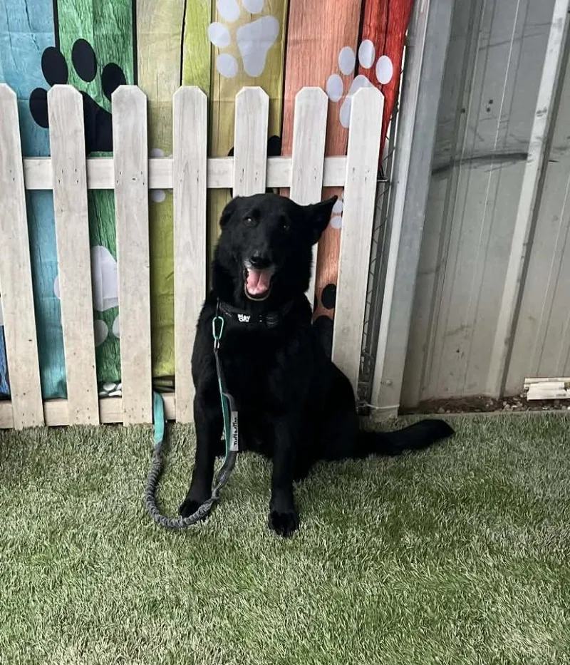 A senior large-sized female German Shepherd Dog dog named Gracie for adoption in Newman, CA